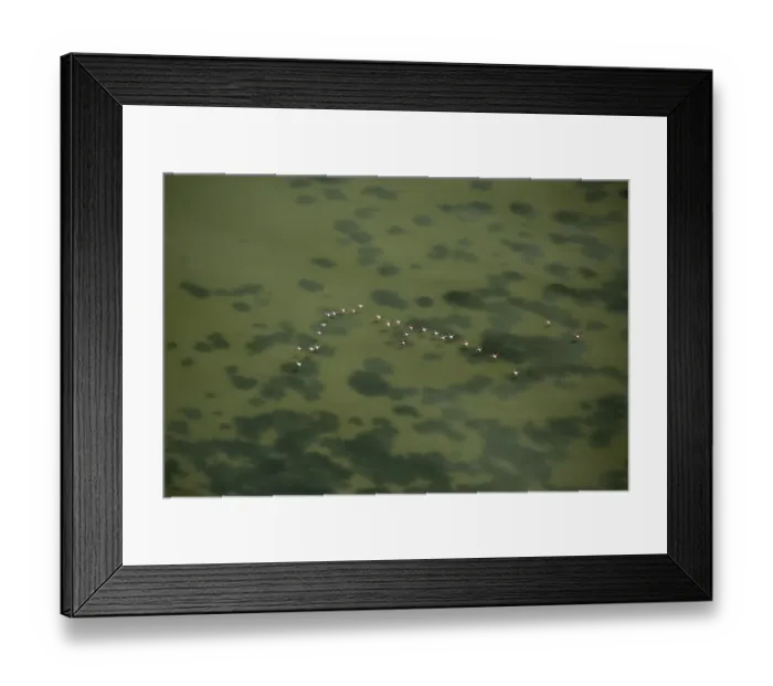 Framed Print : Flamingo flock, Pink Flamingos (Phoenicopterus roseus)
