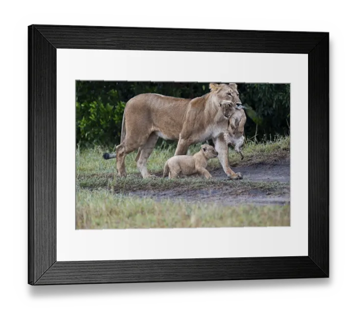 Framed Print : Lions (Panthera leo), lioness carrying disabled cub