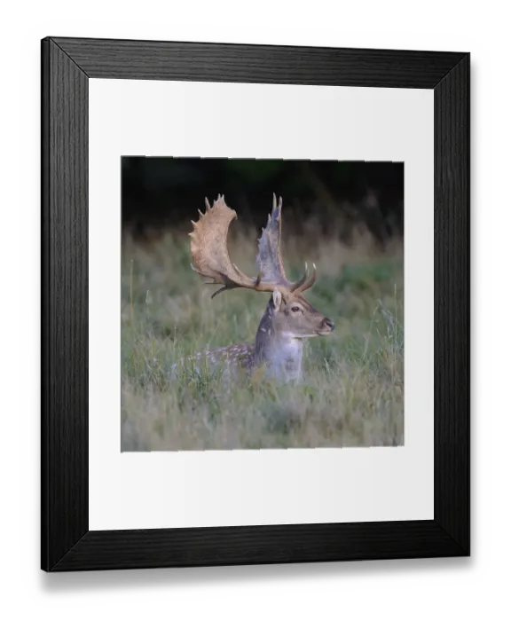 Framed Print : Fallow deer (Dama dama), resting in a meadow