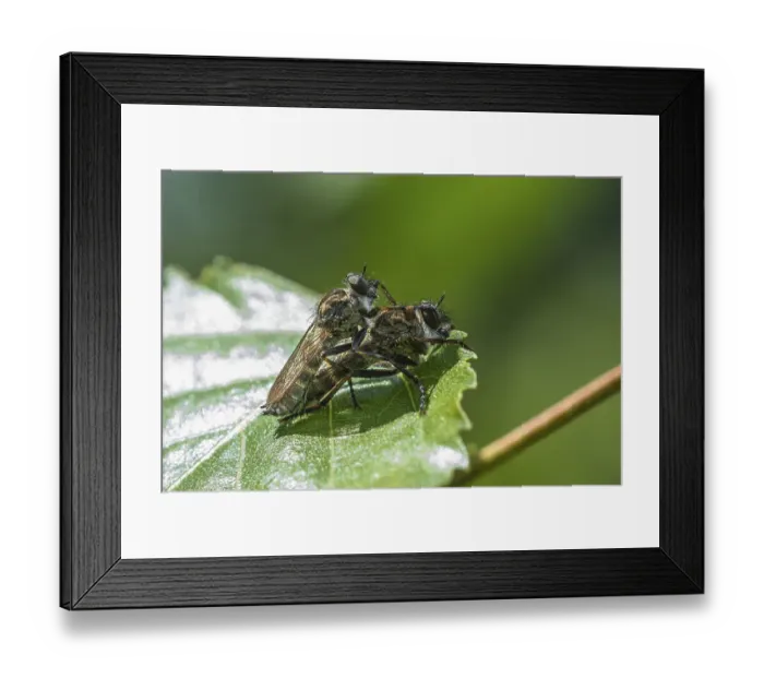 Framed Print : Common Robber Fly (Tolmerus atricapillus)