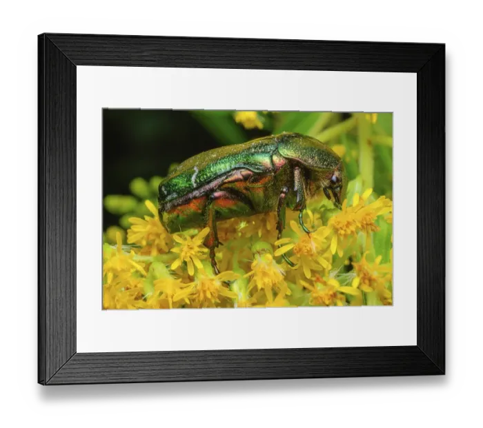 Framed Print : Rosa Chafer (Cetonia aurata) on a yellow flower