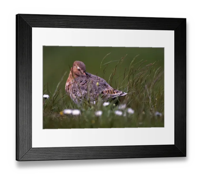 Framed Print : Black-tailed Godwit, adult bird sitting in grasland