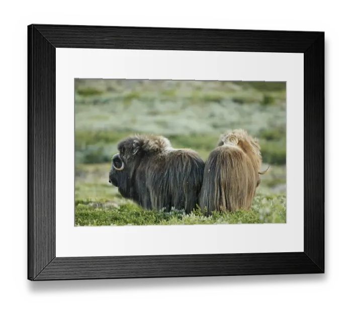 Framed Print : Musk Ox (Ovibos moschatus), Nationalpark Dovrejell