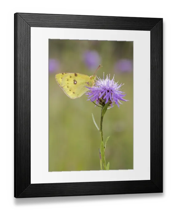 Framed Print : Berger's clouded yellow (Colias alfacariensis) to Brown knapweed (Centaurea jacea)