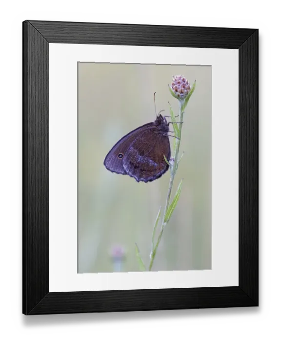 Framed Print : Minois dryas (Minois dryas) on flower Framed Print : Minois dryas (Minois dryas) on flower