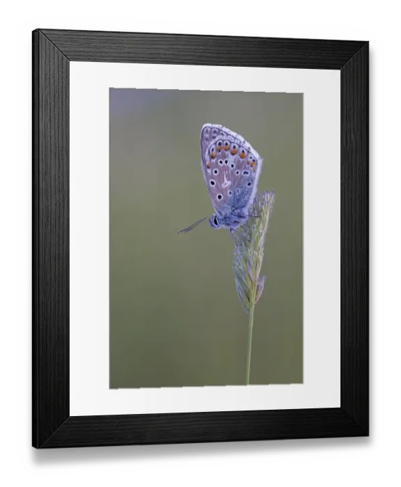 Framed Print : Gossamer winged butterfly (Lycaenidae) sits on a blade of grass