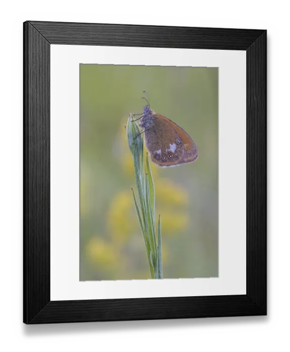 Framed Print : Chestnut Heath (Coenonympha glycerion) is located at Halm Framed Print : Chestnut Heath (Coenonympha glycerion) is located at Halm