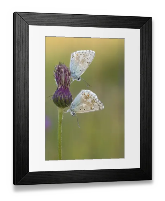 Framed Print : Gossamer winged butterflies (Lycaenidae) Framed Print : Gossamer winged butterflies (Lycaenidae)