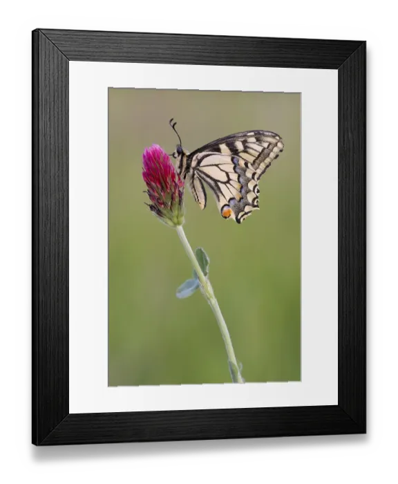 Framed Print : Swallowtail (Papilio machaon) sitting on flowering clover