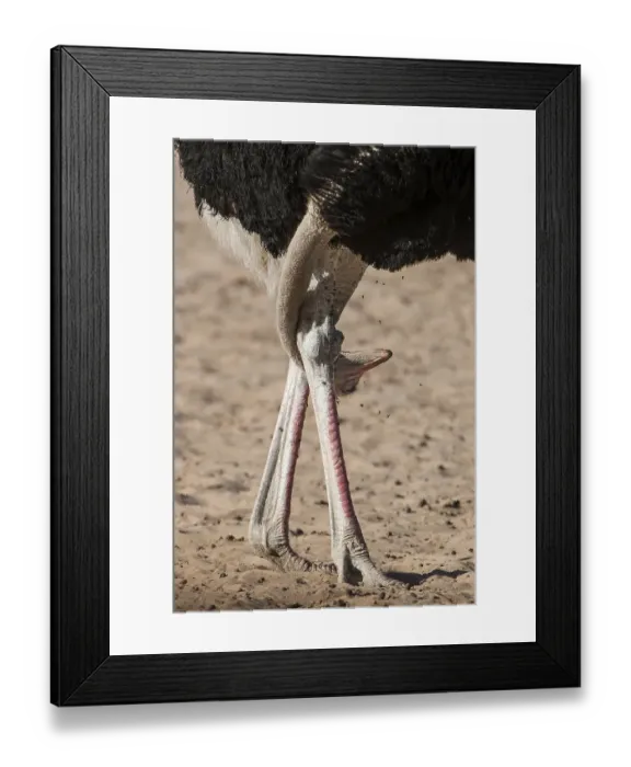 Framed Print : Ostrich (Struthio camelus) with head between his legs