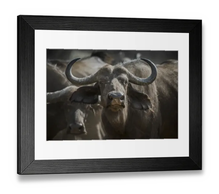 Framed Print : Cape buffalo (Syncerus caffer) Framed Print : Cape buffalo (Syncerus caffer)