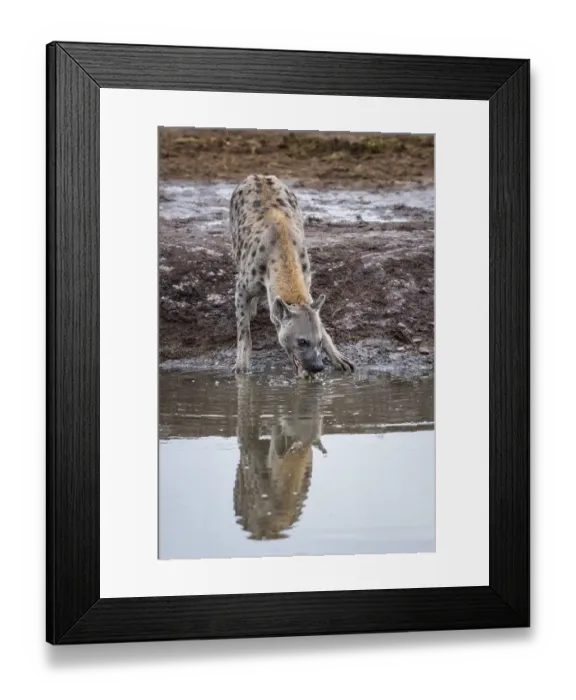 Framed Print : Spotted hyena (Crocuta crocuta)