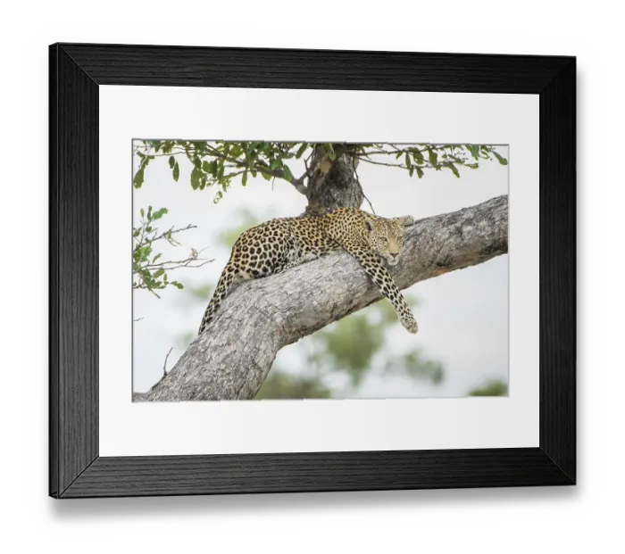 Framed Print : Leopard (Panthera pardus) lies relaxed on a tree and looks out