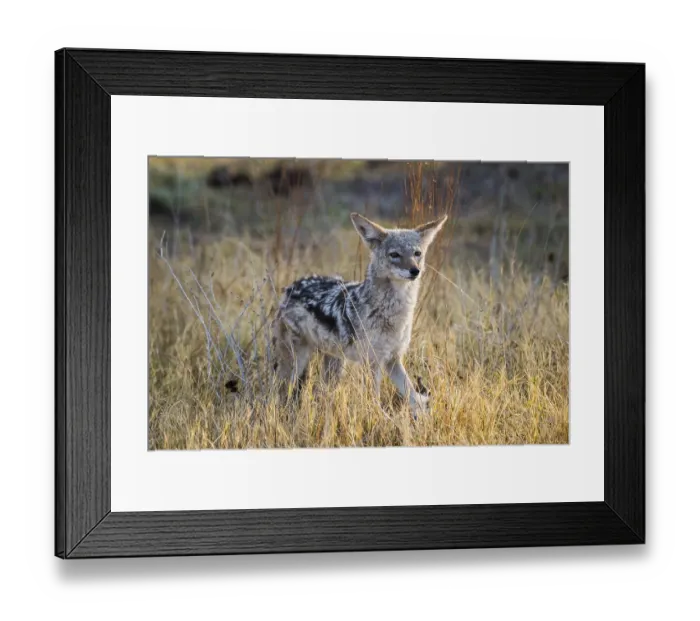 Framed Print : Black-backed Jackal (Canis mesomelas) looks attentively