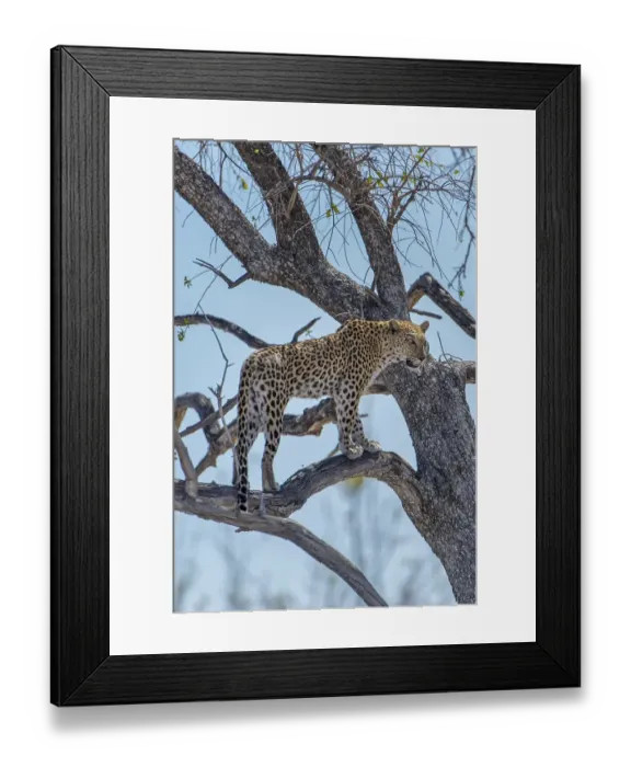 Framed Print : Leopard (Panthera pardus) stands on a tree and looks out Framed Print : Leopard (Panthera pardus) stands on a tree and looks out