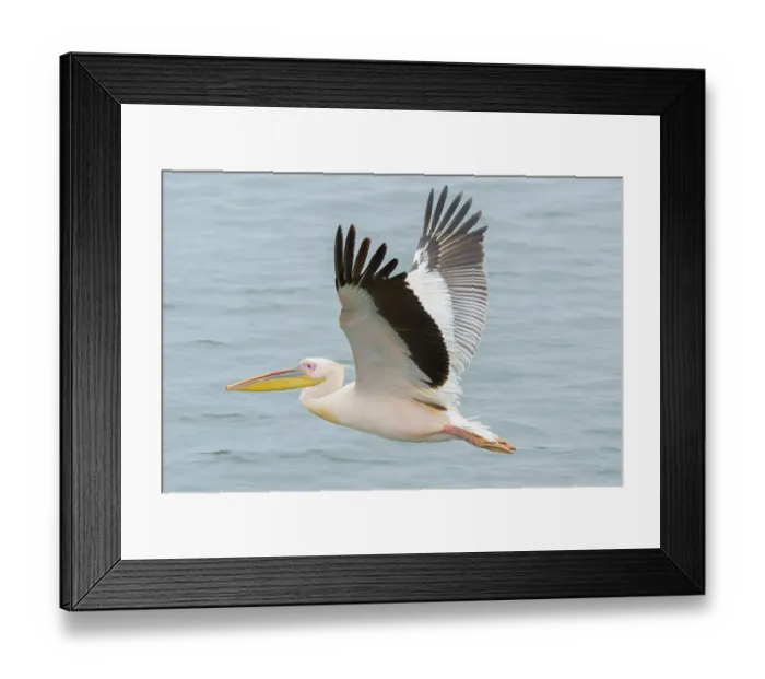 Framed Print : Great white pelican (Pelecanus onocrotalus) in flight over water
