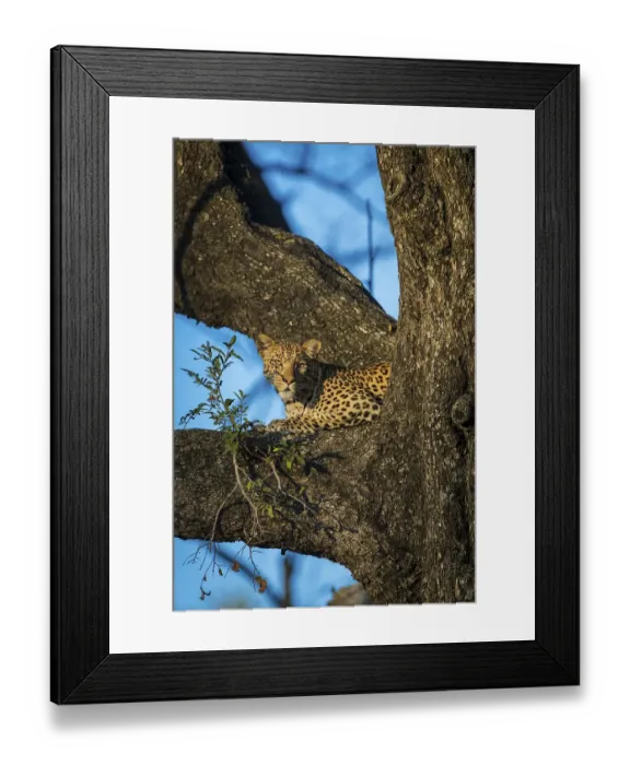 Framed Print : Leopard (Panthera pardus) lies in the attentive tree Framed Print : Leopard (Panthera pardus) lies in the attentive tree