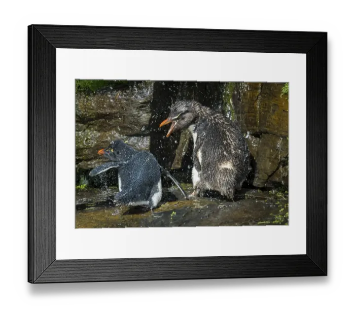 Framed Print : Southern Rockhopper Penguins (Eudyptes chrysocome) arguing at a freshwater site