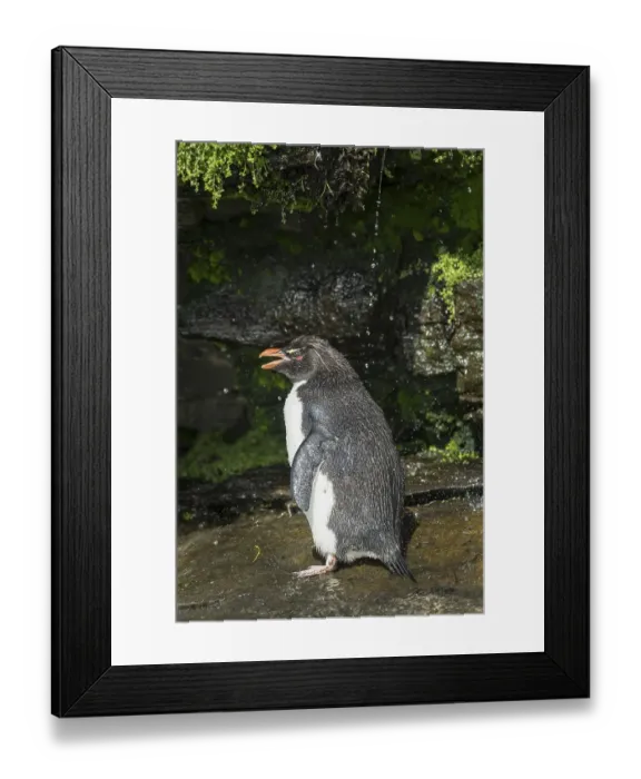 Framed Print : Rockhopper Penguin (Eudyptes chrysocome) cleans its plumage at a fresh water site