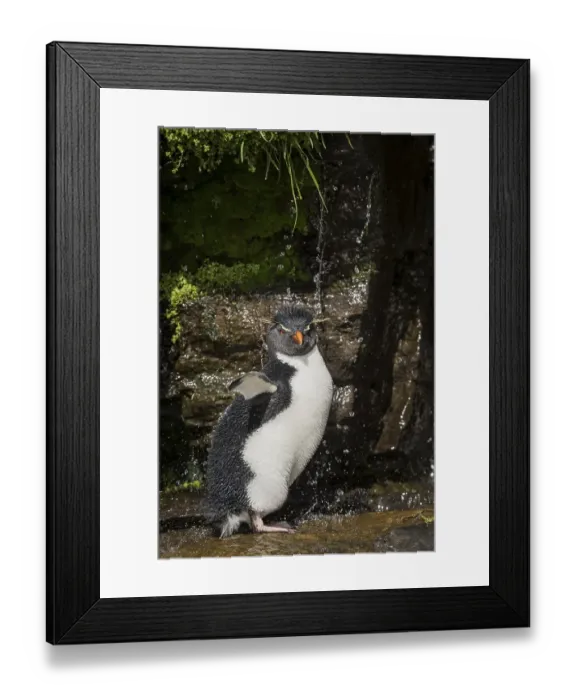 Framed Print : Rockhopper Penguin (Eudyptes chrysocome) cleans its plumage at a fresh water site
