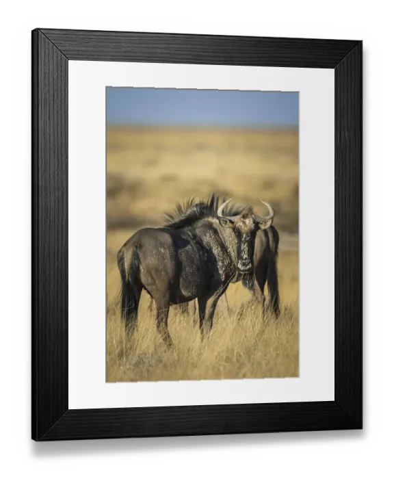 Framed Print : Blue wildebeests (Connochaetes taurinus) Framed Print : Blue wildebeests (Connochaetes taurinus)