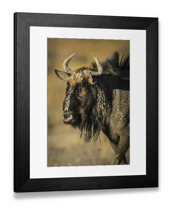 Framed Print : Blue wildebeest (Connochaetes taurinus) in evening sun Framed Print : Blue wildebeest (Connochaetes taurinus) in evening sun