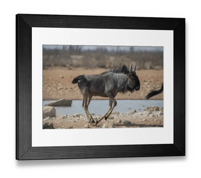 Framed Print : Blue wildebeest (Connochaetes taurinus) walking at a waterhole
