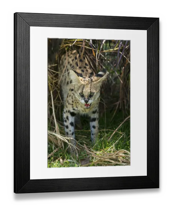 Framed Print : Serval (Leptailurus serval) hissing
