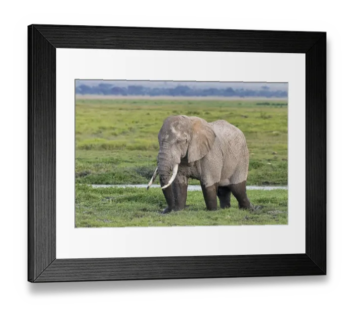Framed Print : African elephant (Loxodonta africana) in the marsh Framed Print : African elephant (Loxodonta africana) in the marsh