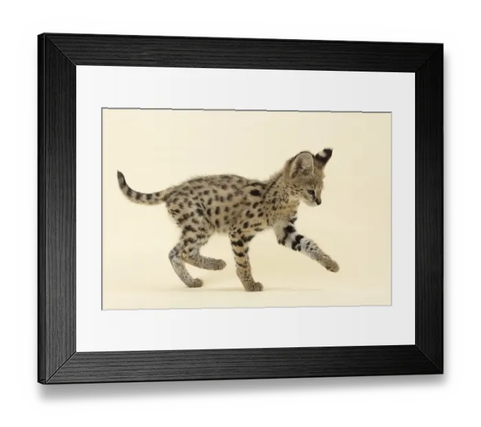 Framed Print : Serval (Leptailurus serval), juvenile Framed Print : Serval (Leptailurus serval), juvenile