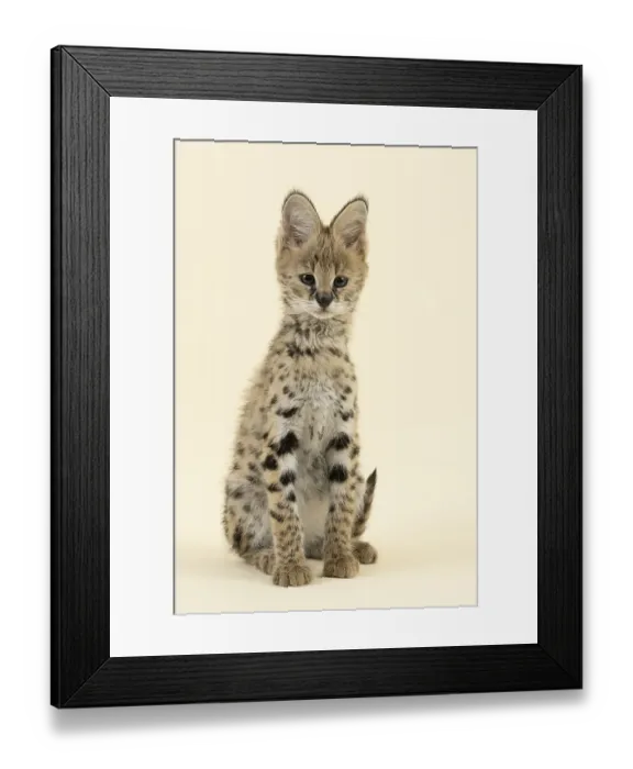 Framed Print : Serval (Leptailurus serval), juvenile Framed Print : Serval (Leptailurus serval), juvenile