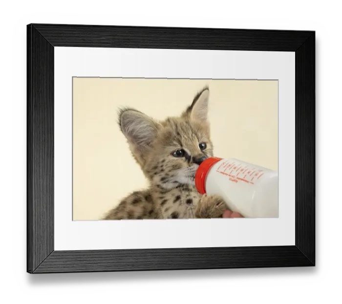 Framed Print : Serval (Leptailurus serval), young animal