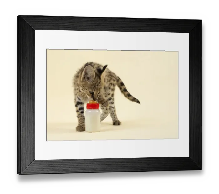 Framed Print : Serval (Leptailurus serval), juvenile Framed Print : Serval (Leptailurus serval), juvenile
