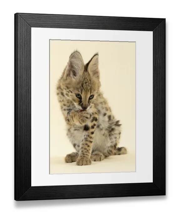 Framed Print : Serval (Leptailurus serval), juvenile