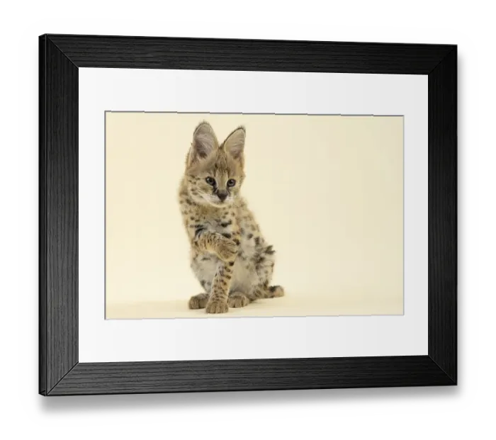 Framed Print : Serval (Leptailurus serval), juvenile Framed Print : Serval (Leptailurus serval), juvenile