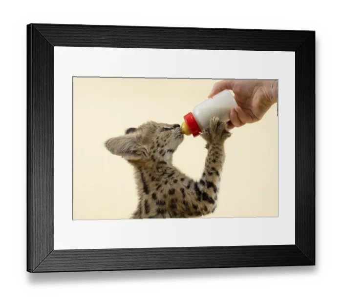 Framed Print : Serval (Leptailurus serval), young animal