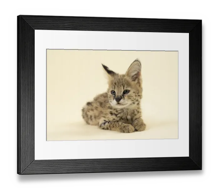 Framed Print : Serval (Leptailurus serval), juvenile Framed Print : Serval (Leptailurus serval), juvenile