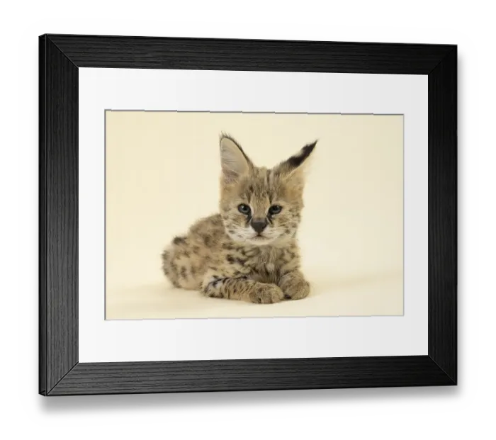 Framed Print : Serval (Leptailurus serval), juvenile Framed Print : Serval (Leptailurus serval), juvenile