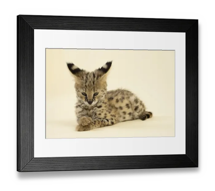 Framed Print : Serval (Leptailurus serval), juvenile