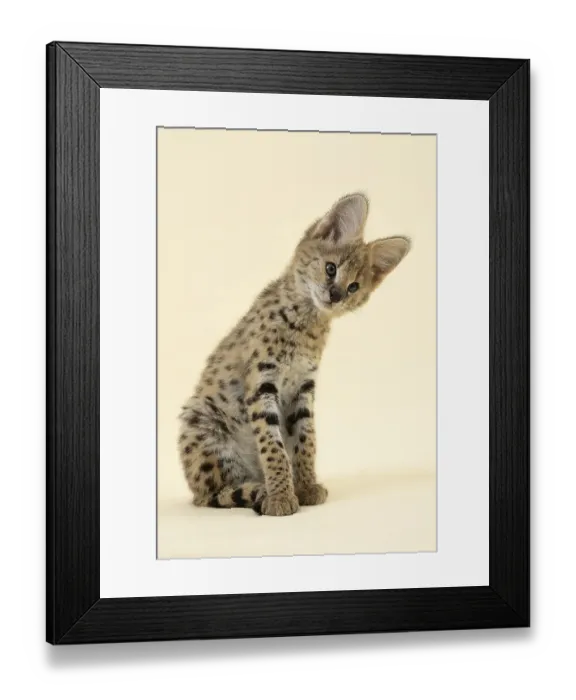 Framed Print : Serval (Leptailurus serval), juvenile