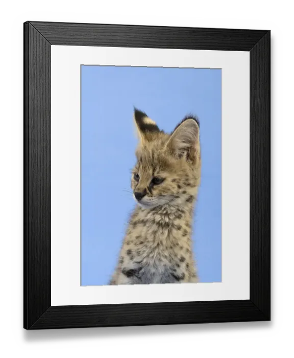 Framed Print : Serval (Leptailurus serval), juvenile