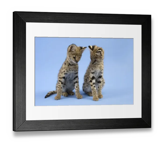 Framed Print : Serval (Leptailurus serval), juvenile