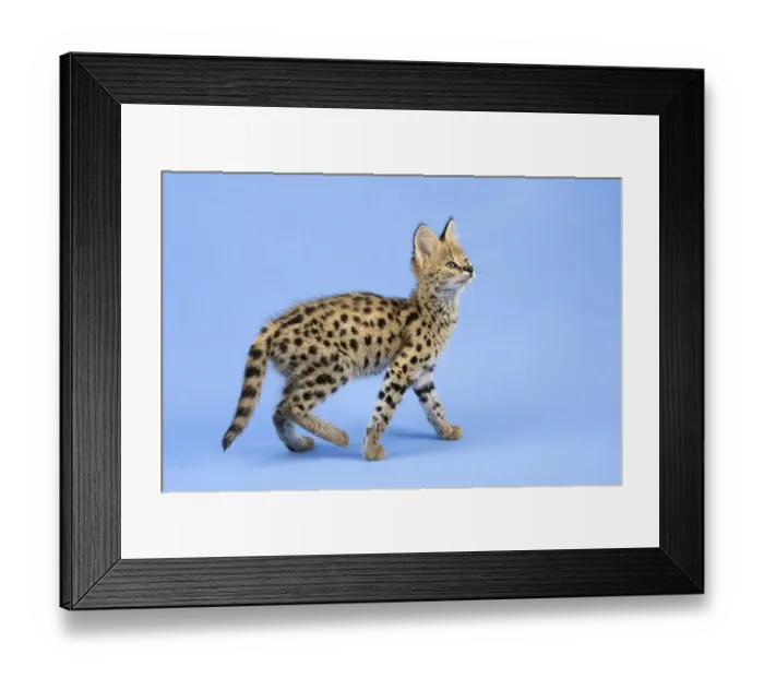 Framed Print : Serval (Leptailurus serval), juvenile Framed Print : Serval (Leptailurus serval), juvenile