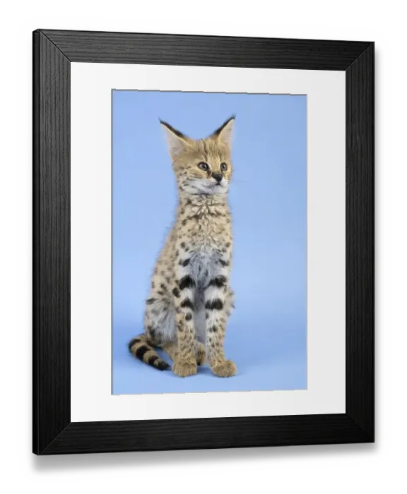 Framed Print : Serval (Leptailurus serval), juvenile