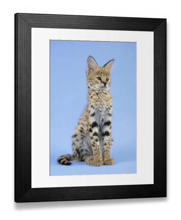 Framed Print : Serval (Leptailurus serval), juvenile Framed Print : Serval (Leptailurus serval), juvenile