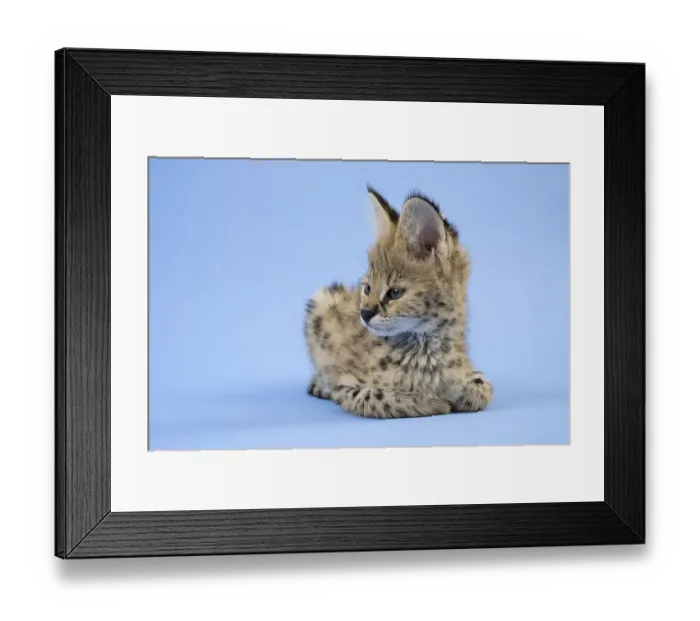 Framed Print : Serval (Leptailurus serval), juvenile Framed Print : Serval (Leptailurus serval), juvenile