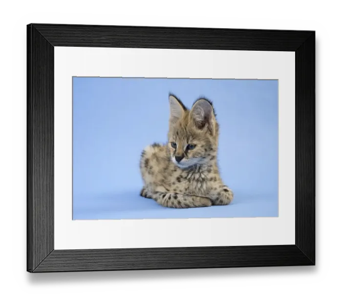 Framed Print : Serval (Leptailurus serval), juvenile