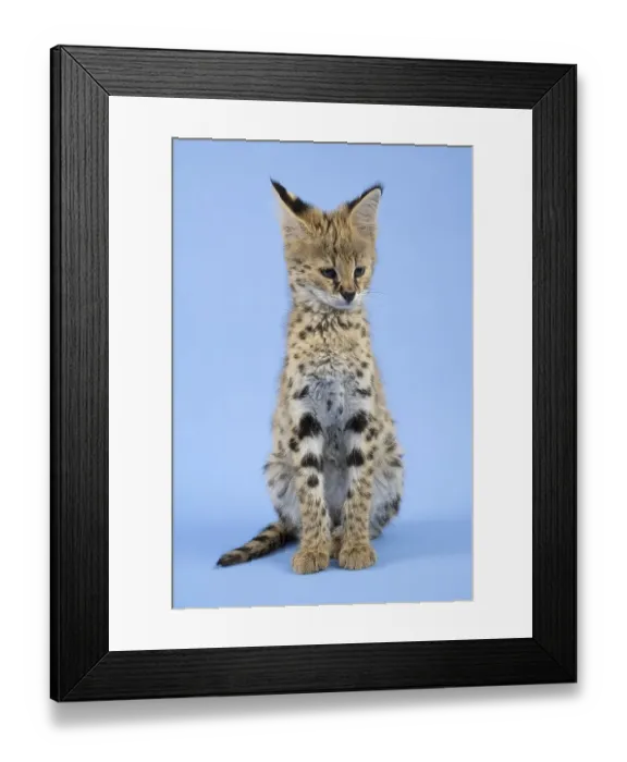 Framed Print : Serval (Leptailurus serval), juvenile Framed Print : Serval (Leptailurus serval), juvenile
