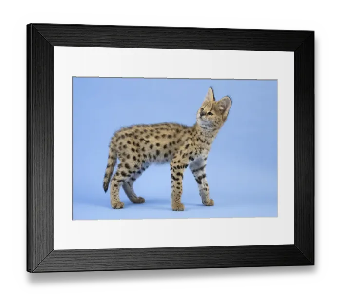 Framed Print : Serval (Leptailurus serval), juvenile Framed Print : Serval (Leptailurus serval), juvenile
