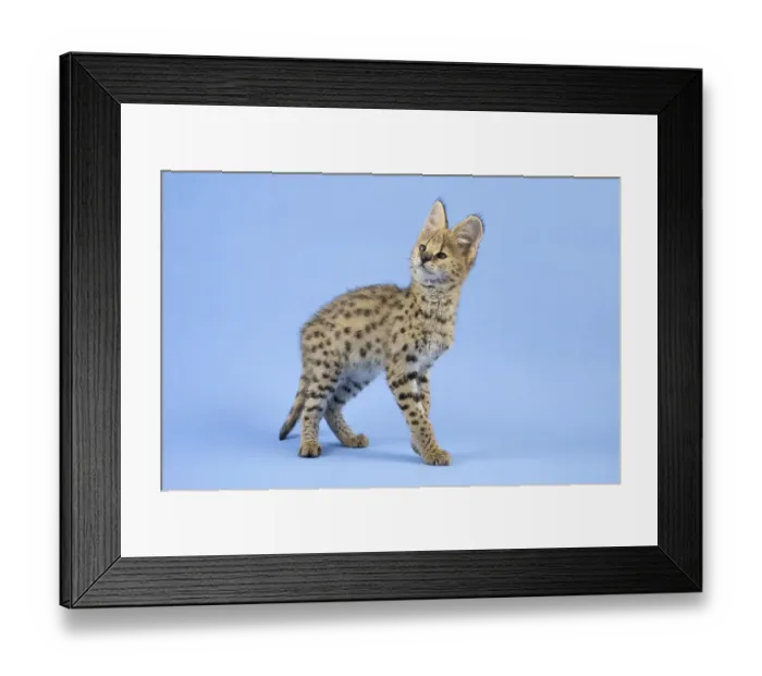 Framed Print : Serval (Leptailurus serval), juvenile Framed Print : Serval (Leptailurus serval), juvenile